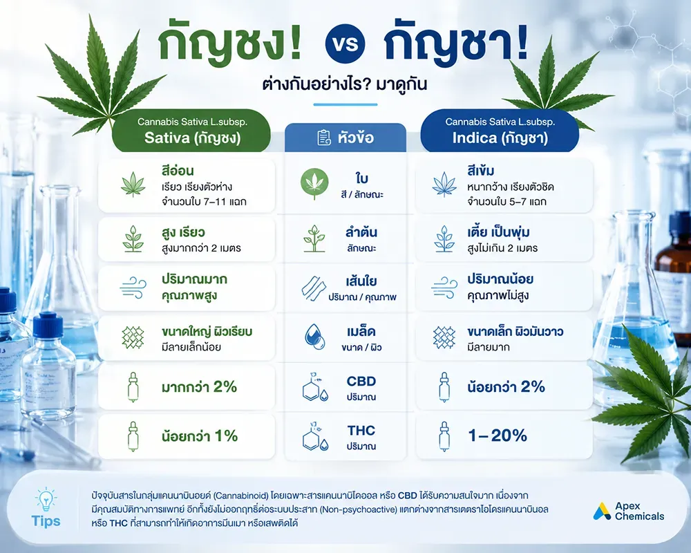 ตารางเปรียบเทียบความแตกต่างของกัญชงและกัญชา