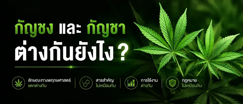 ความแตกต่างระหว่างกัญชง (Hemp) และกัญชา (Marijuana) ต่างกันอย่างไร