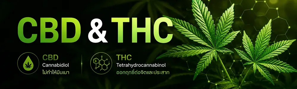 สารประกอบในกัญชงและกัญชา CBD และ THC มีผลการออกฤทธิ์ที่แตกต่างกัน