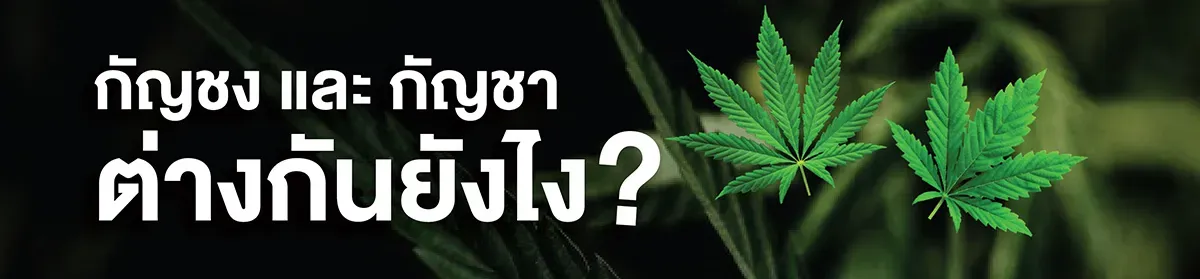ความแตกต่างระหว่างกัญชง (Hemp) และกัญชา (Marijuana) ต่างกันอย่างไร